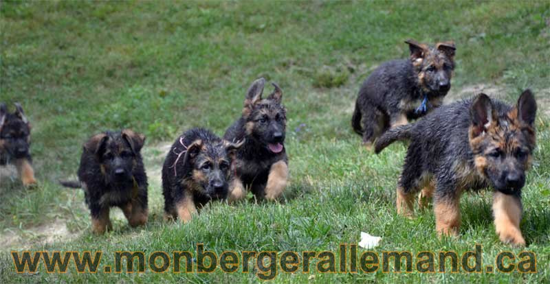 Les Berger Allemand Pure Race Du Quebec Chiots Berger Allemand De Travail Au Quebec