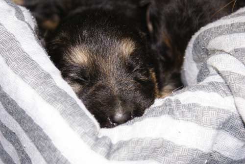 Chiots Lady 19 Mars 2010 - 4 Femelles 3 males berger allemand a vendre