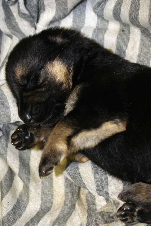 Chiots Lady 19 Mars 2010 - 4 Femelles 3 males berger allemand a vendre