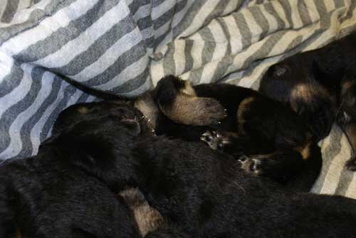 Chiots Lady 19 Mars 2010 - 4 Femelles 3 males berger allemand a vendre