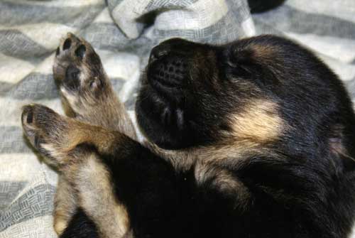 Chiots Lady 19 Mars 2010 - 4 Femelles 3 males berger allemand a vendre