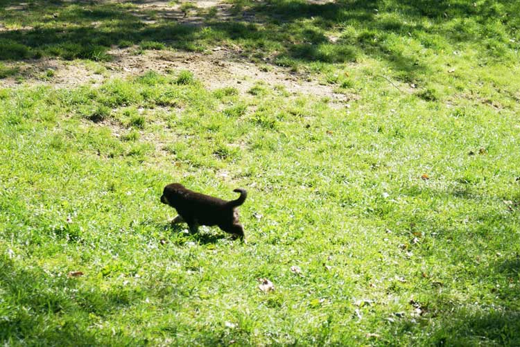 Chiots Lady Octobre 2010