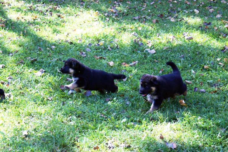 Chiots Lady Octobre 2010