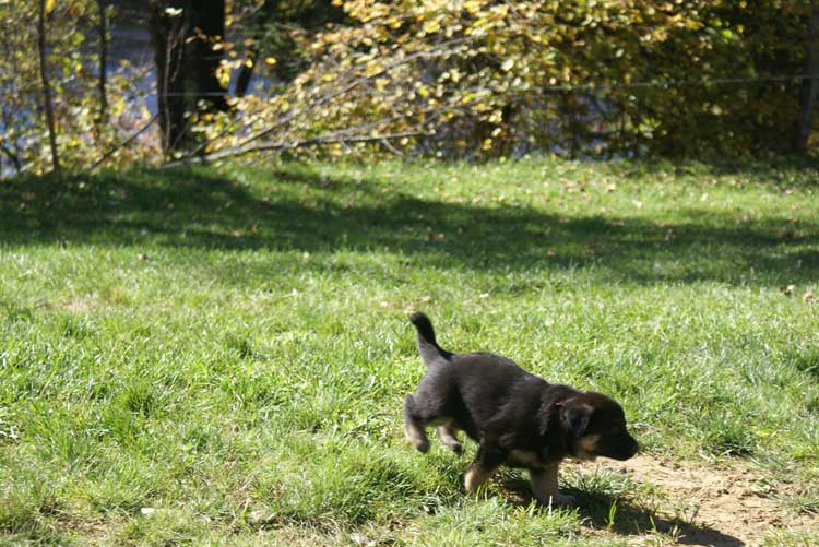 Chiots Lady Octobre 2010