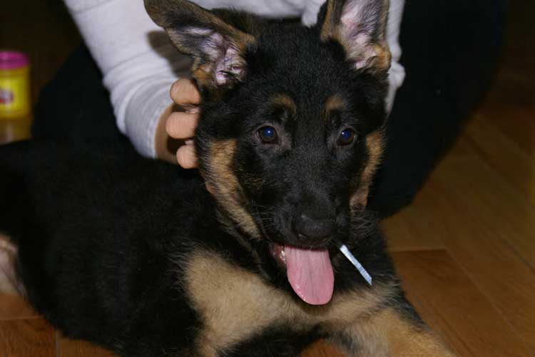 Chiot berger allemand a vendre femelle 7 Novembre 2010 - La petite dernière