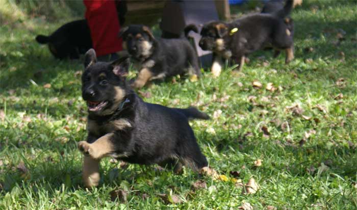 Chiot Bleu clair berger allemand 11 octobre 2010