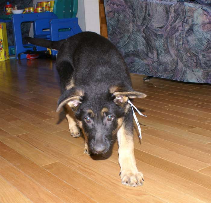 Chiot femelle bleue clair 15 novembre 2010