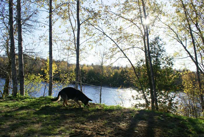 Chiots Berger Allemand 9 Octobre 2010 - German shepherd