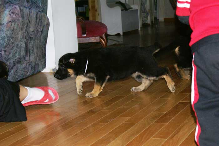 Chiots Berger allemand Blanc