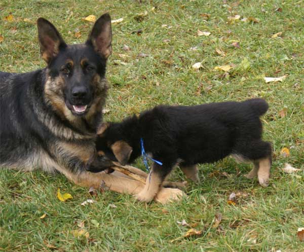 Chiot berger Allemand  "Flic" 22 et 23 Octobre 2010