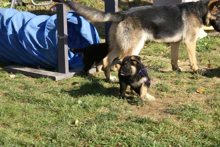 Chiot berger Allemand mauve 22 et 23 Octobre 2010