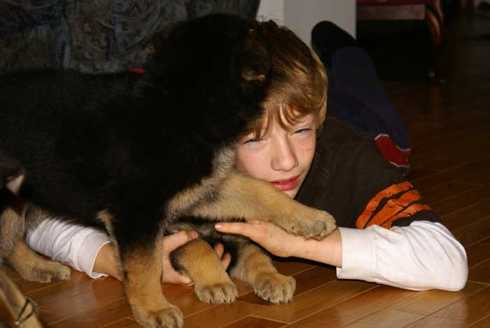 Chiot berger Allemand Rouge 22 et 23 Octobre 2010