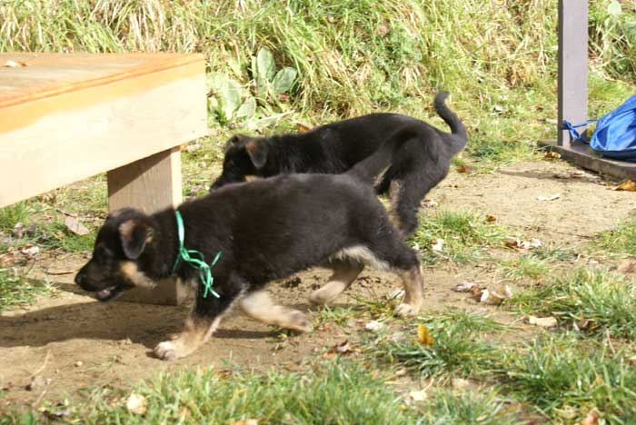 Chiot berger Allemand Vert 22 et 23 Octobre 2010