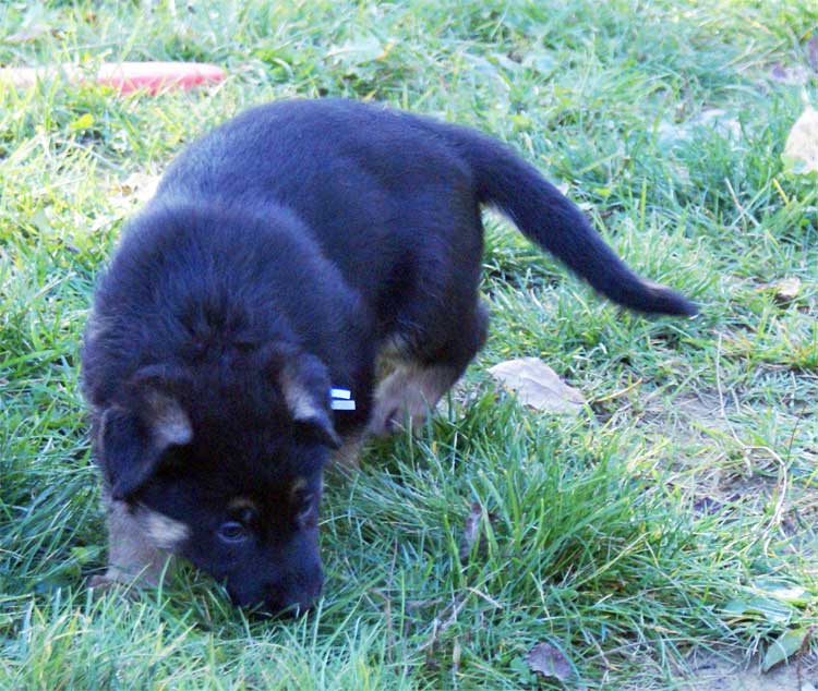 Chiots berger Allemand - German Shepherd