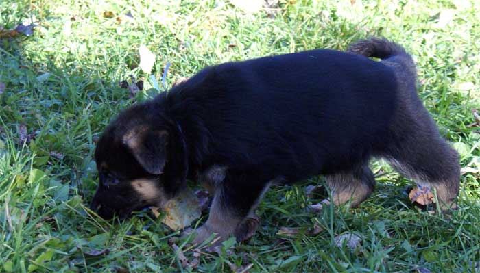 Chiots berger Allemand - German Shepherd