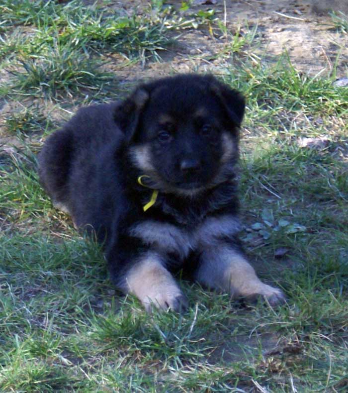 Chiots berger Allemand - German Shepherd