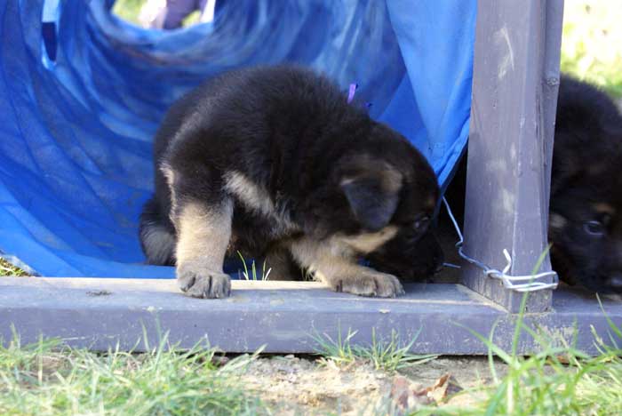 Chiots berger Allemand - German Shepherd