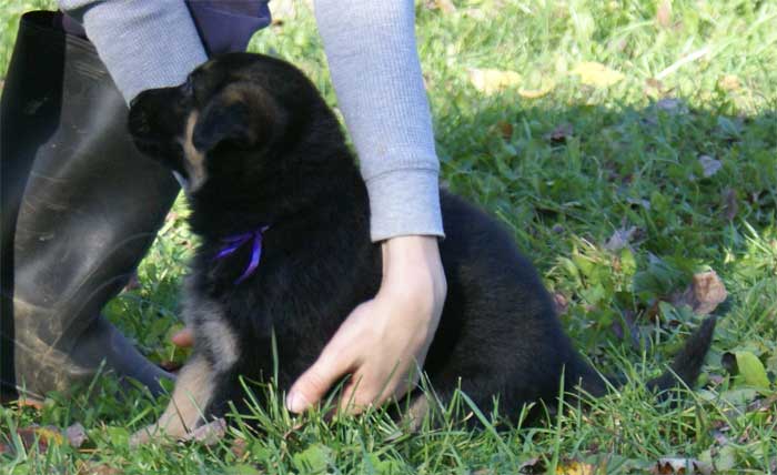 Chiots berger Allemand - German Shepherd