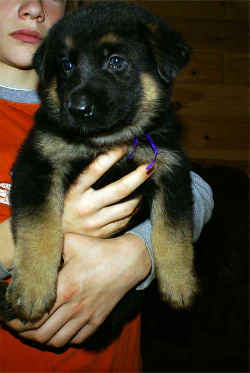 Chiot berger allemand - German shepherd