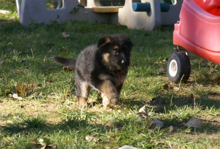 Chiots berger Allemand - German Shepherd