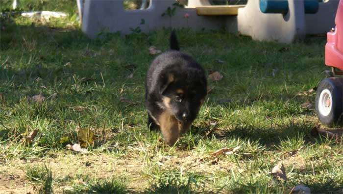 Chiots berger Allemand - German Shepherd