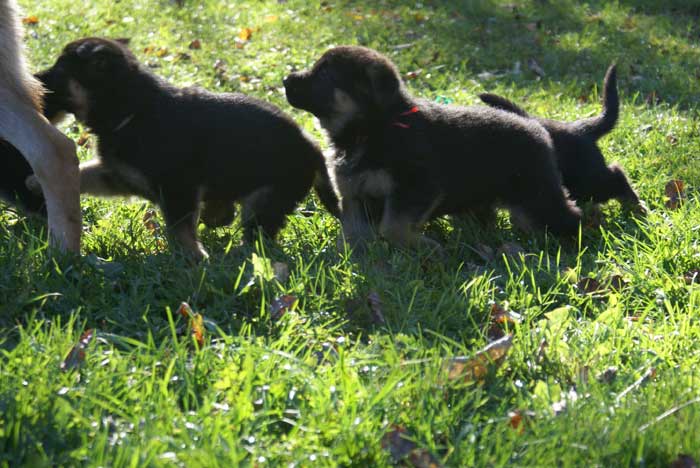 Chiots berger Allemand - German Shepherd