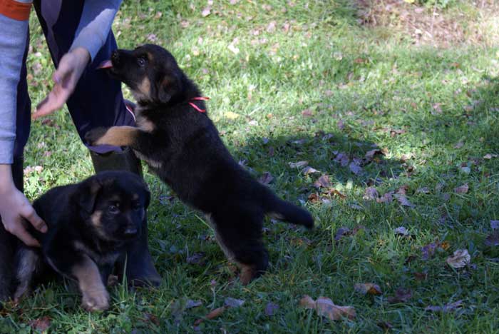 Chiots berger Allemand - German Shepherd