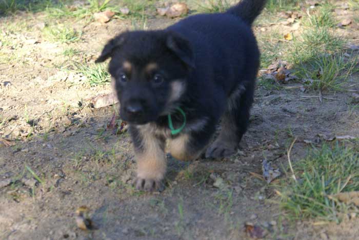 Chiots berger Allemand - German Shepherd