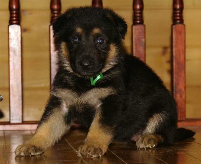 Chiot Berger allemand - German Shepherd