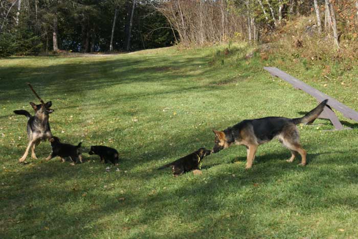 Chiots Berger Allemand - Eleveur de passion de lignées de Champion 