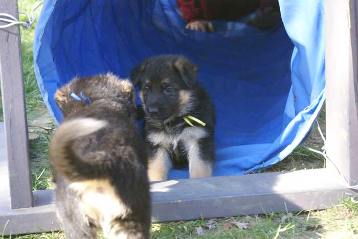 Chiot Jaune berger allemand 11 octobre 2010