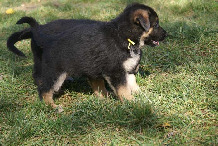 Chiot berger Allemand  jaune 16 et 17 Octobre 2010