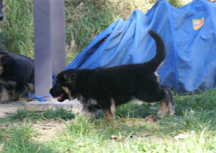 Chiot Rouge berger allemand 11 octobre 2010