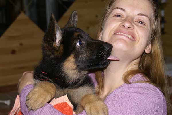 Roxxy chiot berger allemand Femelle - Elle est maintenant dans les Laurentides dans le coin de notre-dame-de-pontmain!