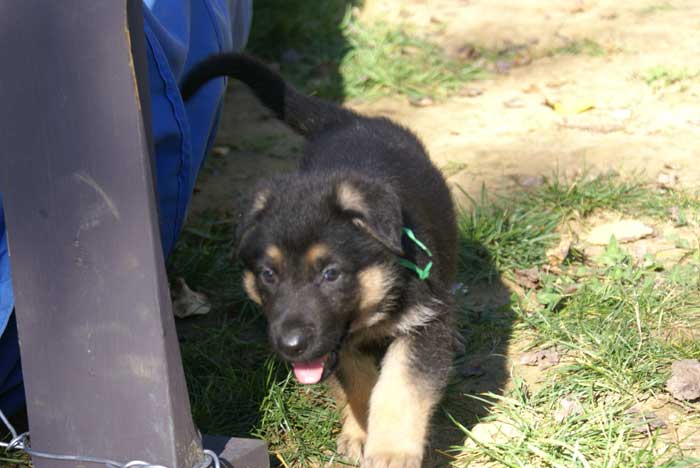 Chiot berger Allemand  Vert 16 et 17 Octobre 2010