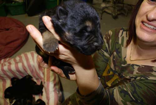 Chiots berger allemand chiots de Lady - 4 Femelles 3 males a vendre