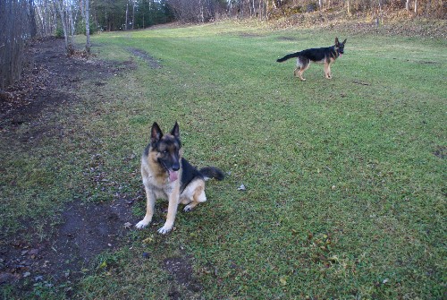 Capone Von D'andico Berger Allemand Pure race De lignee