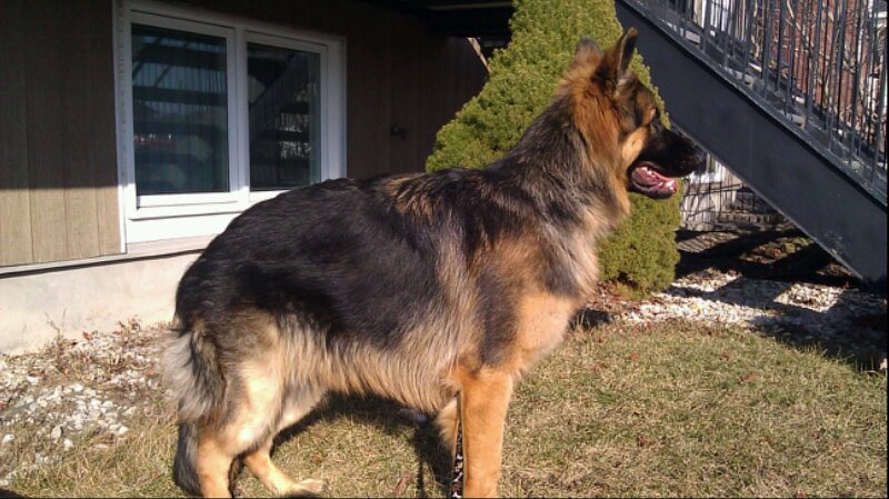 Yogi - Berger allemand de Roxy et Vidal