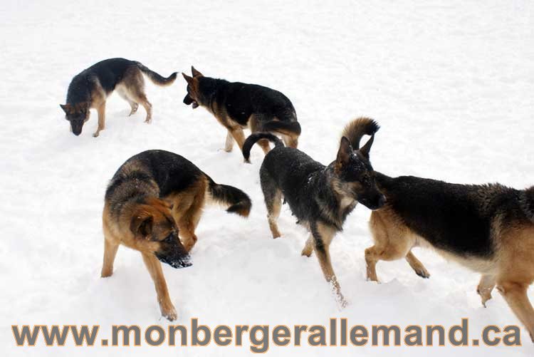 Nos Berger Allemand - 27 Novembre 2010 Première neige !