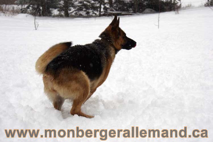 Kenya - Les chiens dans la neige - Nos Berger allemand - Quebec montreal gatineau ottawa german Shepherd