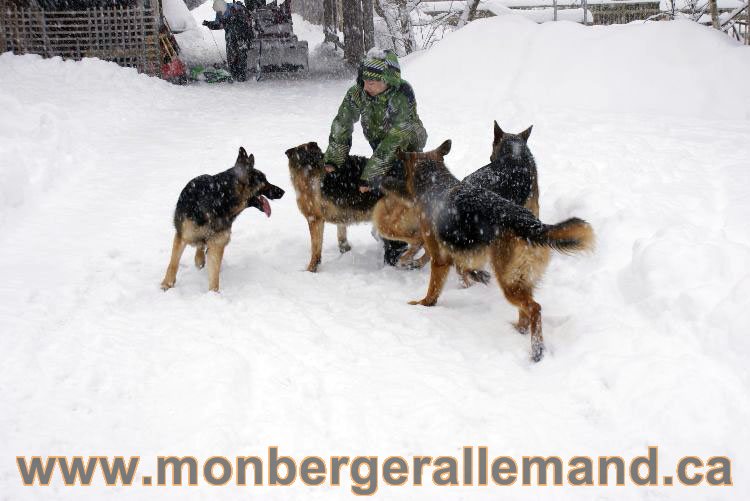 Nos Berger allemand - Mars 2011 Grosse tempete de neige