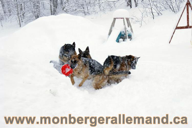 Nos Berger allemand - Mars 2011 Grosse tempete de neige