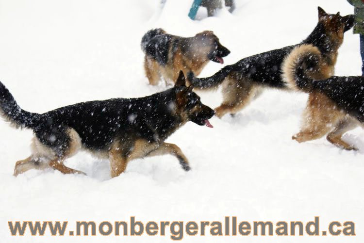 Nos Berger allemand - Mars 2011 Grosse tempete de neige