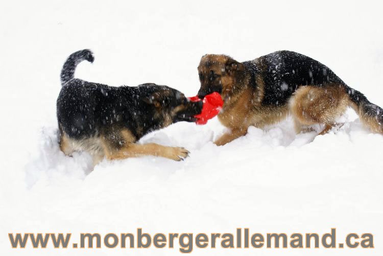 Nos Berger allemand - Mars 2011 Grosse tempete de neige