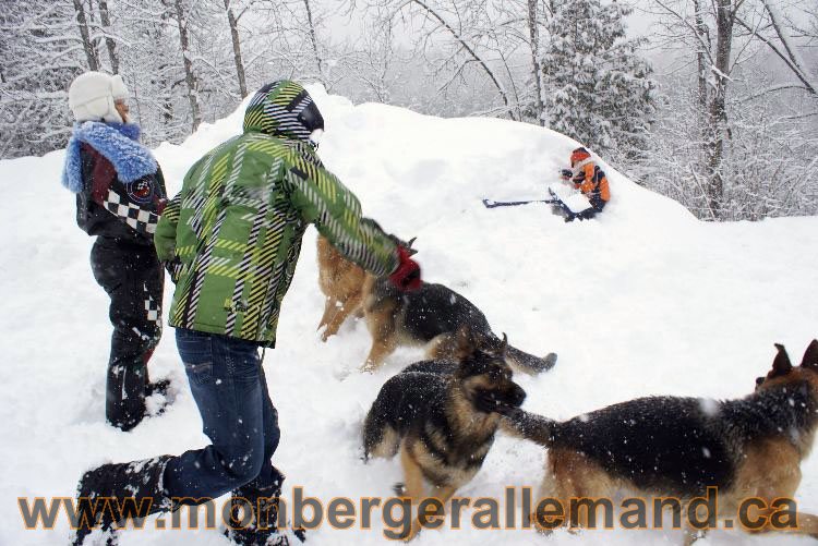 Nos Berger allemand - Mars 2011 Grosse tempete de neige