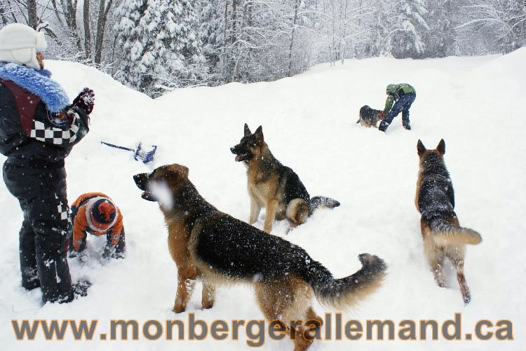 Nos Berger allemand - Mars 2011 Grosse tempete de neige