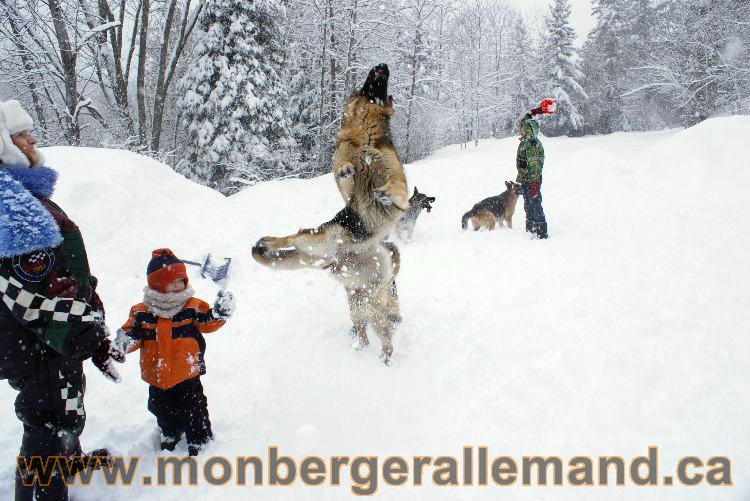 Nos Berger allemand - Mars 2011 Grosse tempete de neige