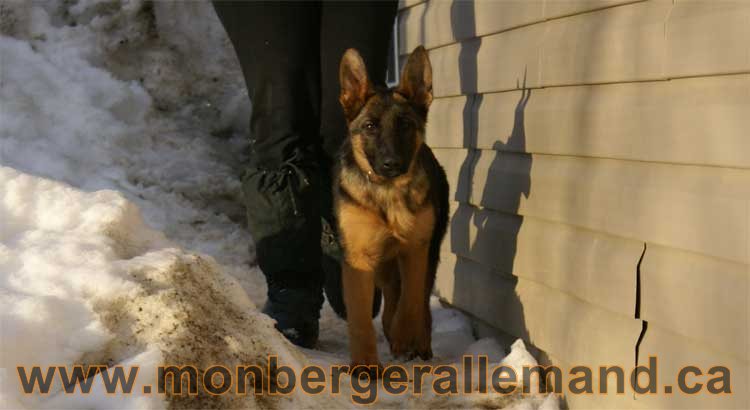 Chiots et chien berger allemand  - 15 mars 2011