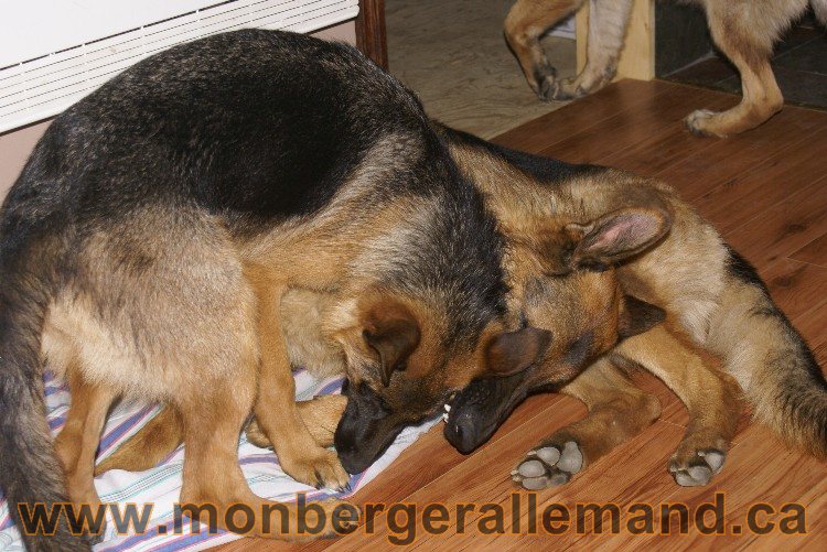 Chiots berger allemand - Lady 4 Juin 2011