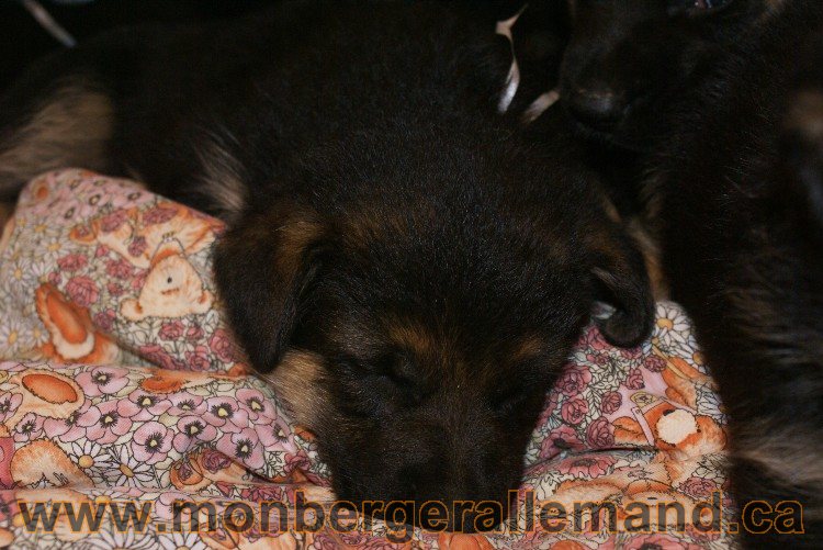 Chiots berger allemand - Lady 4 Juin 2011